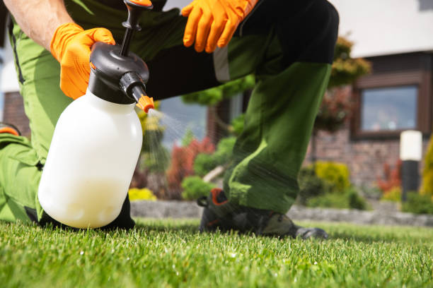 Best Affordable Pest Control Services  in Harlingen, TX
