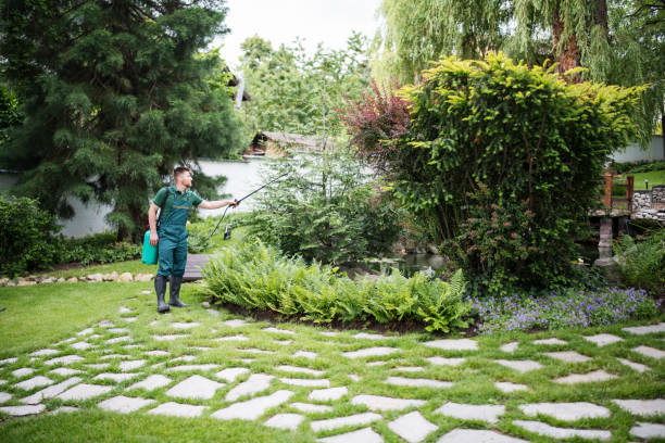 Best Pest Removal Services  in Harlingen, TX
