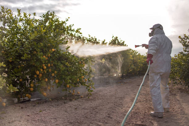 Spider Control Near Me in Harlingen, TX