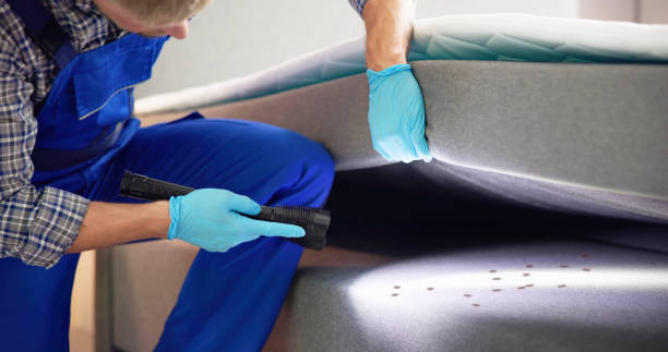 Best Affordable Pest Control Services  in Harlingen, TX