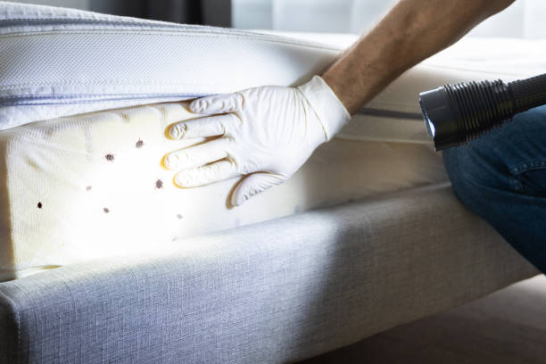 Best Best Pest Control Near Me  in Harlingen, TX