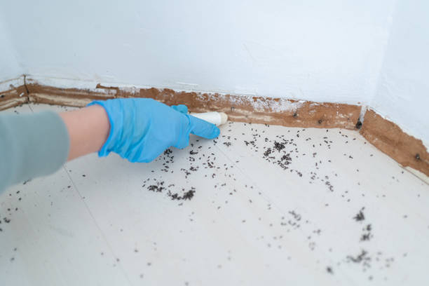 Reliable Harlingen, TX Pest Control Solutions