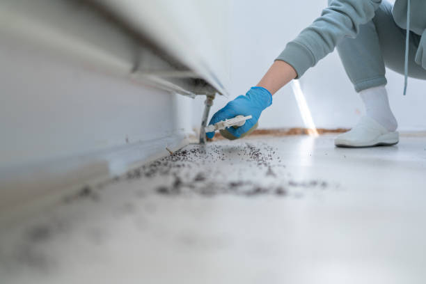 Best Emergency Pest Control  in Harlingen, TX